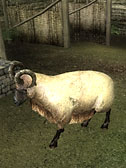 Баран, овца