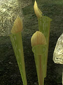Обливион рецепты зелий таблица. plants pitcher. Обливион рецепты зелий таблица фото. Обливион рецепты зелий таблица-plants pitcher. картинка Обливион рецепты зелий таблица. картинка plants pitcher. Здесь собрана полезная информация по ингредиентам, добываемым каким-либо способом в оригинальном TES IV: Oblivion (сбор с растений, тел убитых существ, поиски в контейнерах и помещениях, покупка или кража), и используемым в качестве исходных материалов для создания зелий и ядов. Для одинаковых ингредиентов, которые можно собрать с разных существ, источниками указаны наиболее часто и рано (по уровню игрока) встречающиеся существа и NPC. Квестовые ингредиенты в таблице не приведены (они тут).
