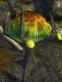 Молодое грибное дерево